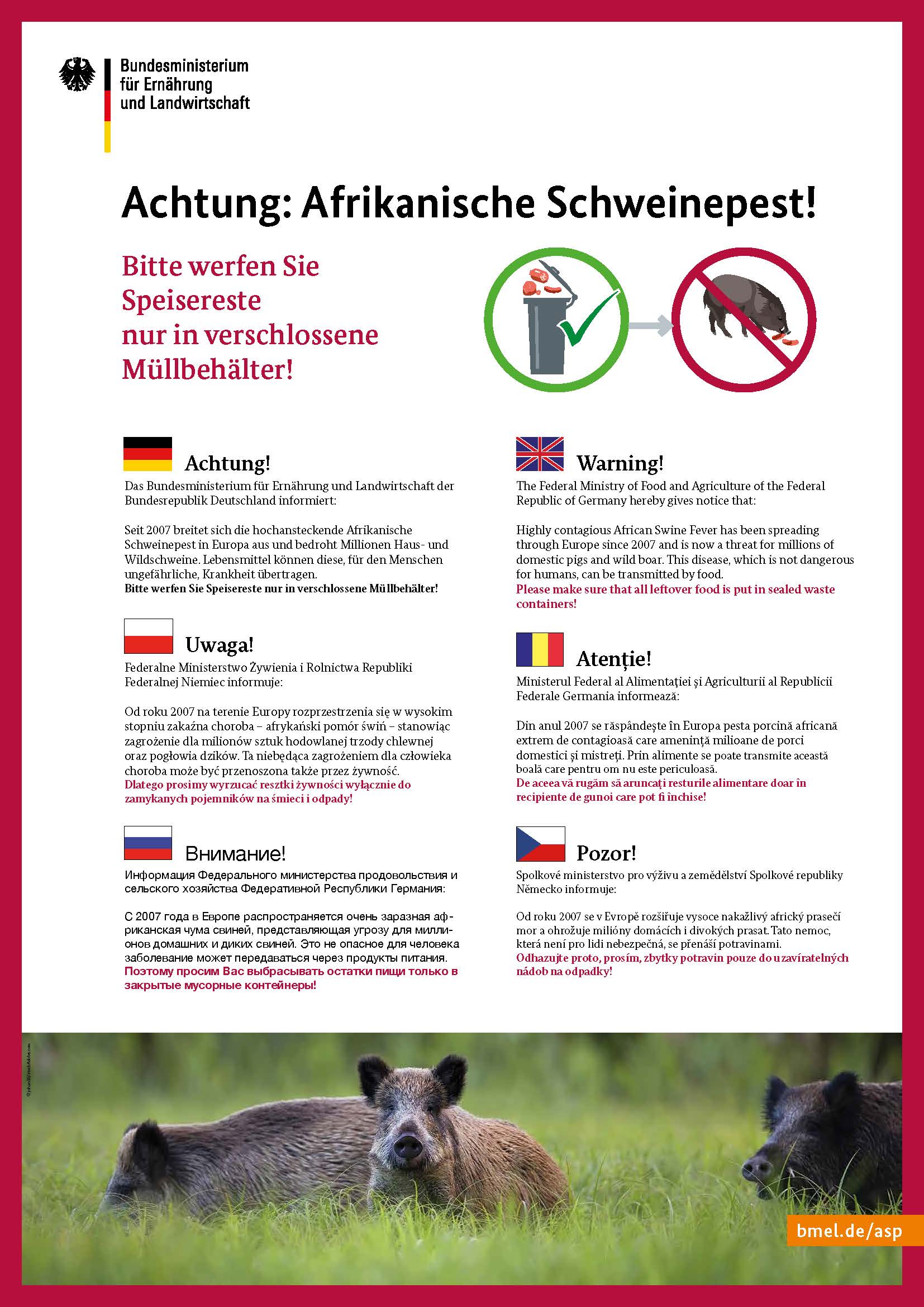 Afrikanische Schweinepest