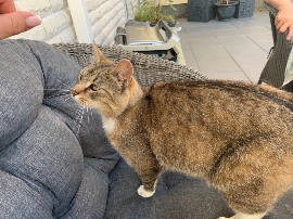 zugelaufene Katze in Mönchhagen Bild 1 zugelaufene Katze in Mönchhagen Bild 1