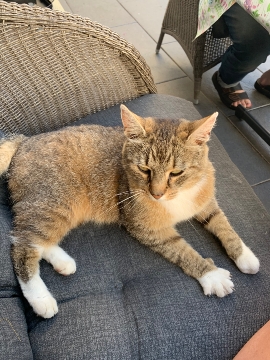 zugelaufene Katze in Mönchhagen Bild 2 zugelaufene Katze in Mönchhagen Bild 2
